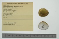 Obovaria subrotunda image