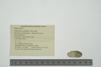 Simpsonaias ambigua image