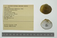 Obovaria subrotunda image