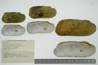 Theliderma cylindrica image