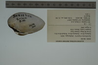 Epioblasma triquetra image