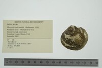 Obovaria subrotunda image