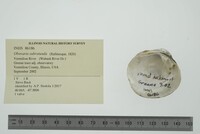 Obovaria subrotunda image