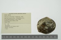 Obovaria subrotunda image