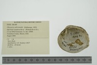 Obovaria subrotunda image