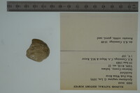 Epioblasma rangiana image