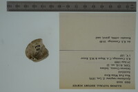 Epioblasma rangiana image