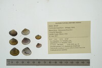 Corbicula largillierti image