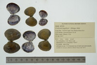 Corbicula largillierti image