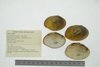 Epioblasma rangiana image