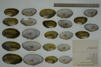 Anodontoides ferussacianus image