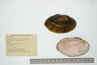 Ortmanniana ligamentina image