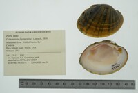 Ortmanniana ligamentina image