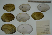 Lampsilis cardium image