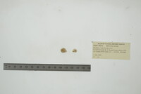 Helisoma anceps image