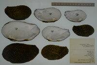 Tritogonia verrucosa image