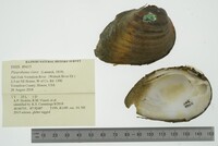 Pleurobema clava image
