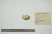 Alasmidonta viridis image