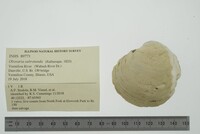 Obovaria subrotunda image