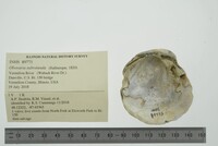 Obovaria subrotunda image