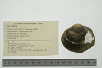 Obovaria subrotunda image