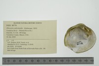 Obovaria subrotunda image