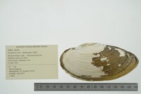 Lampsilis teres image