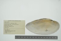 Lampsilis teres image