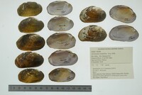 Actinonaias medellina image