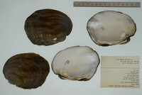 Amblema plicata image