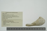 Theliderma cylindrica image