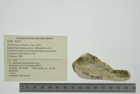 Theliderma cylindrica image