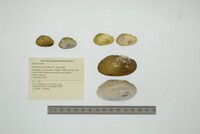 Anodontites cylindracea image