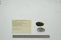 Toxolasma texasiense image