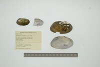 Anodontites cylindracea image