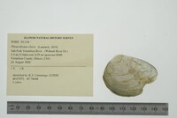 Pleurobema clava image