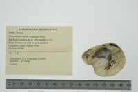 Pleurobema clava image