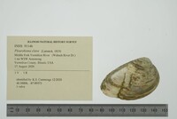 Pleurobema clava image