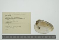 Pleurobema clava image