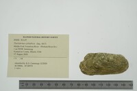 Theliderma cylindrica image