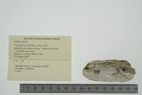 Theliderma cylindrica image