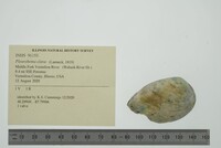 Pleurobema clava image