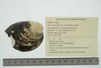 Obovaria olivaria image