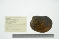 Obovaria olivaria image