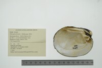 Obovaria olivaria image