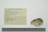 Pleurobema clava image