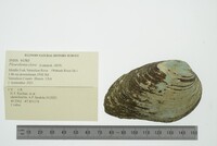 Pleurobema clava image