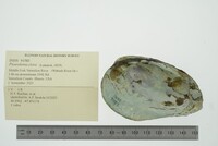 Pleurobema clava image