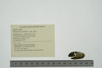 Simpsonaias ambigua image