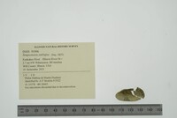 Simpsonaias ambigua image